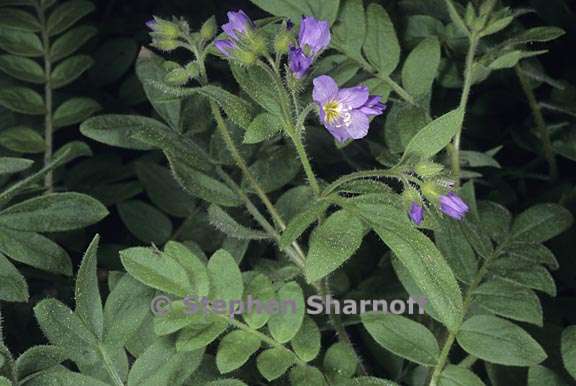 polemonium californicum 1 graphic